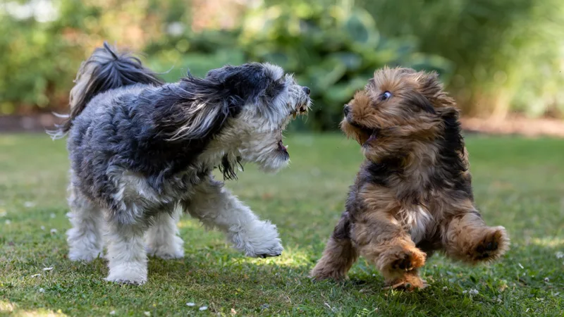 Zwei Hunde spielen im Garten