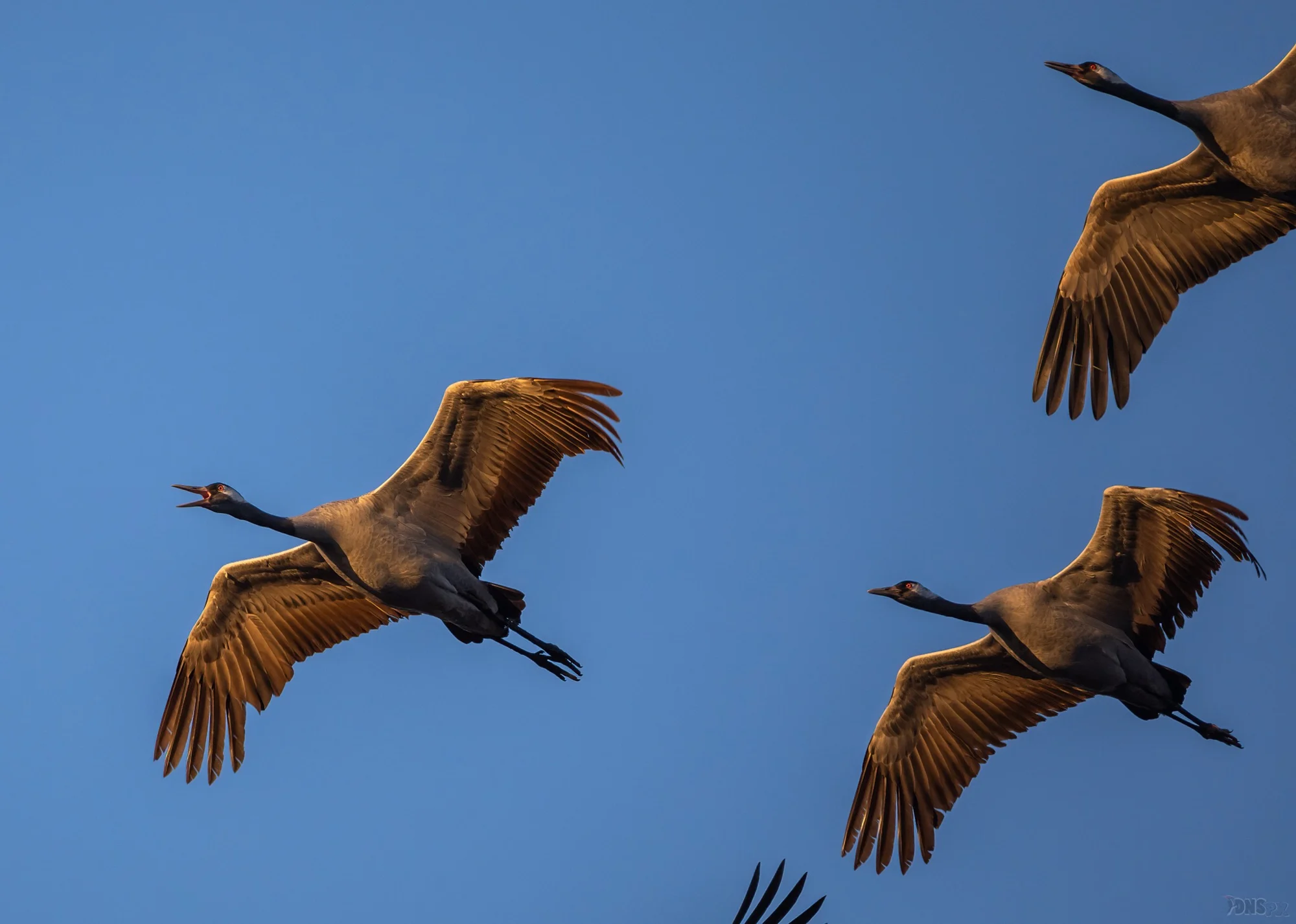 Kraniche im Flug im warmen Abendlicht